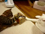 Due gatti simpatizzano con un gatto robot