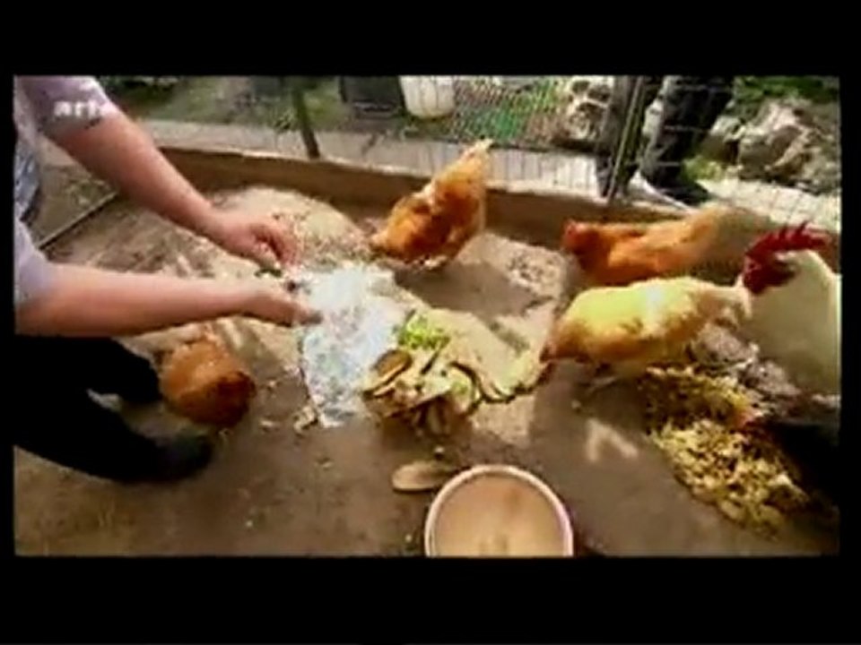 Poules: Recyclage des déchets ménagers