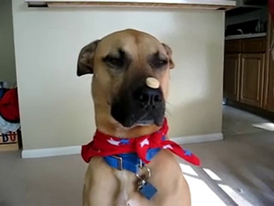 Smart Dog