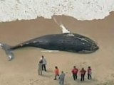 New York: balena si arena sulla spiaggia