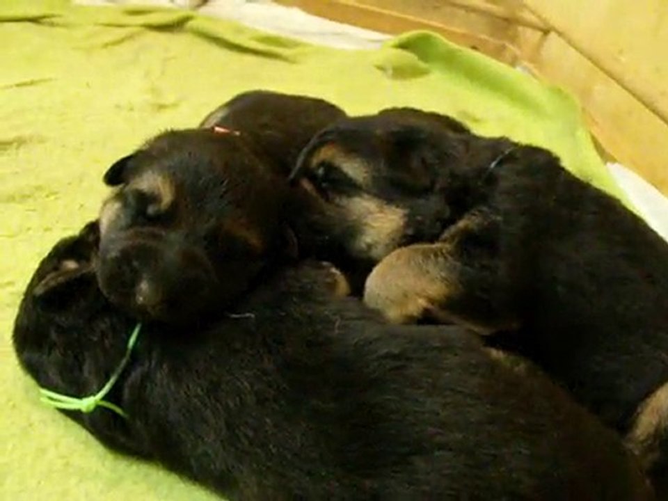 1 semaine déjà les chiots de bellis