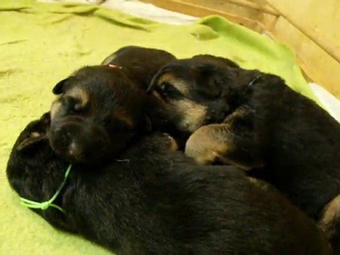1 semaine déjà les chiots de bellis