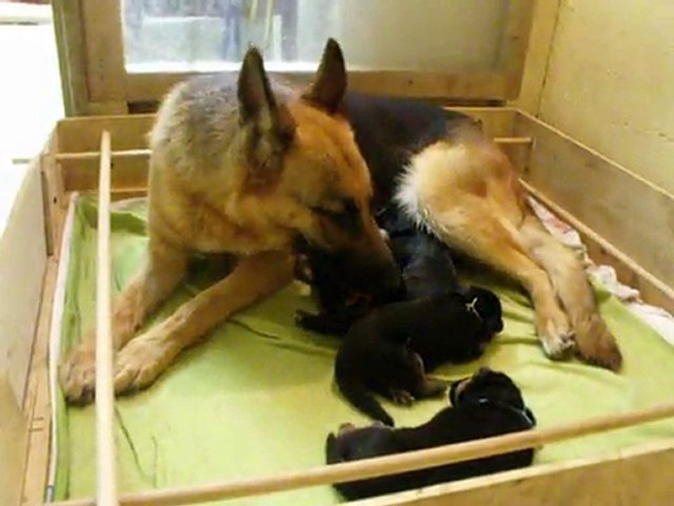 11 juin chiots suite1