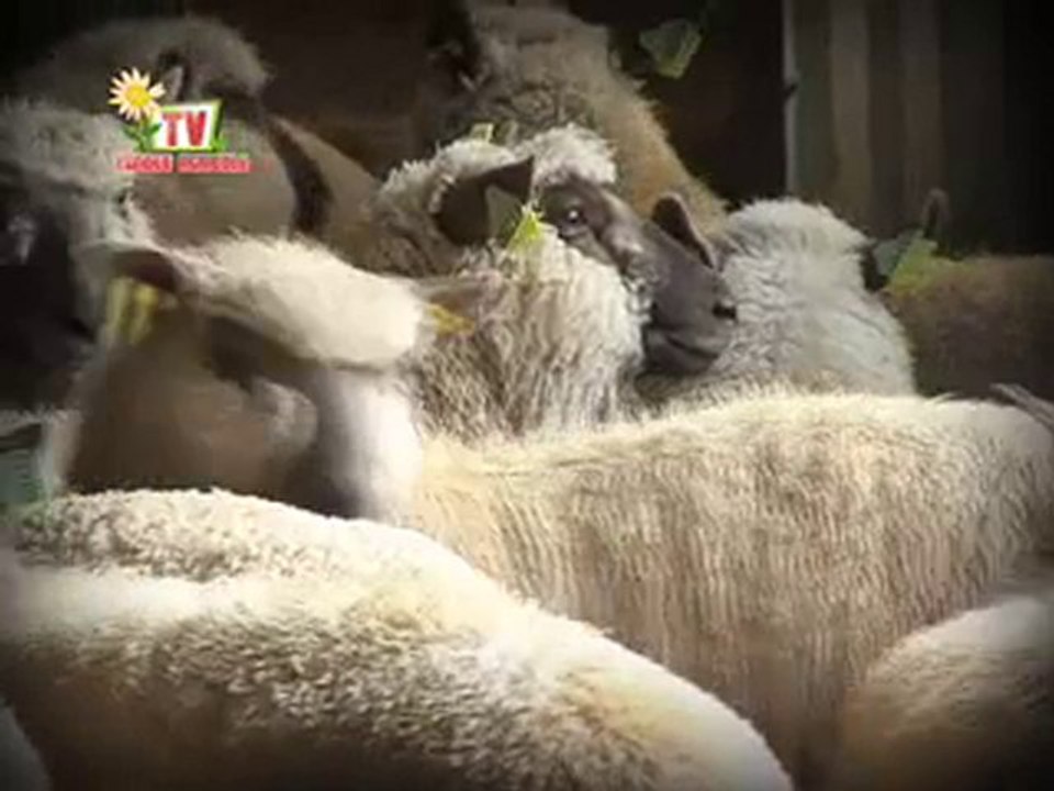 Journal Vendée Agricole TV du 11 juin 2010