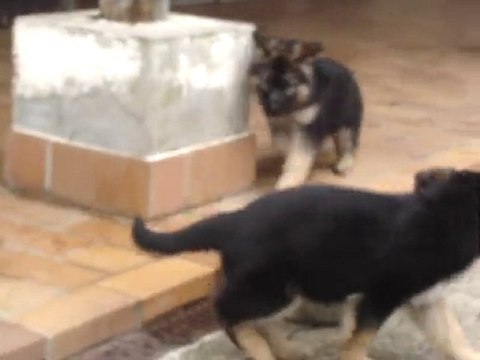 chiots berger allemand de la vallée des secrets