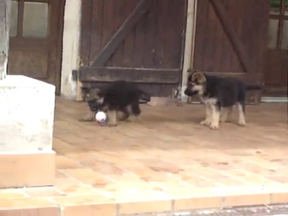 chiots berger allemand de la vallée des secrets  partie de j