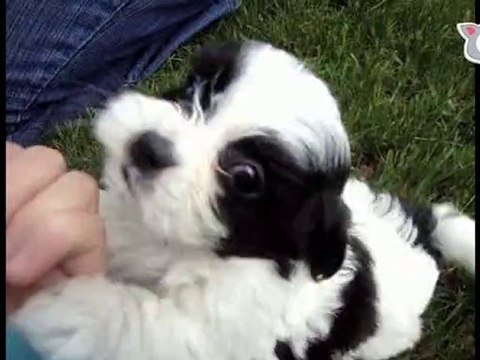 Tiny tail wagger! Puppy playtime on The Daily Squeak