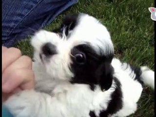 Tiny tail wagger! Puppy playtime on The Daily Squeak