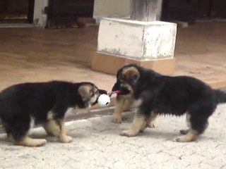 chiots berger allemand de la vallée des secrets   partie de