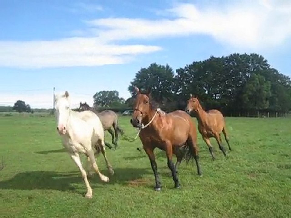 11.06.2010. 30mns de travail au sol et 15mns en liberté