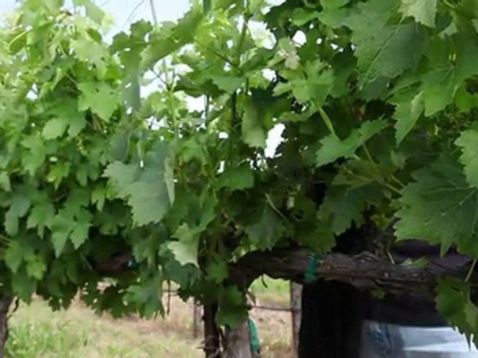 Spring vineyard shoot thinning (The Journey Blog 6.10.10)