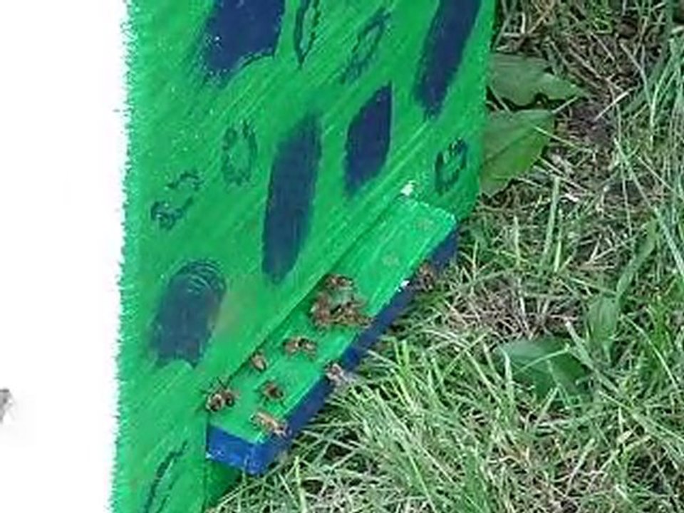 abeilles essaim 2010 faux bourdons