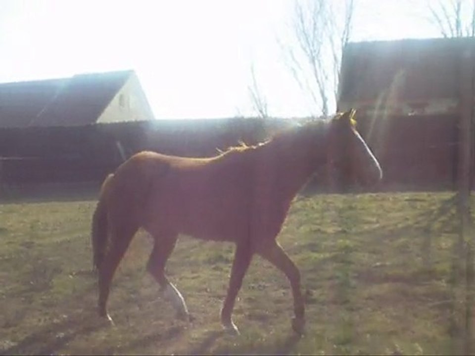 Mon cheval, mon rêve depuis toujours