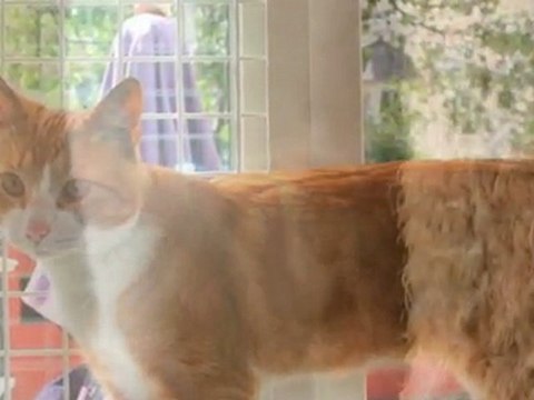 Dyrebeskyttelse København Frederiksberg Kattens Værn