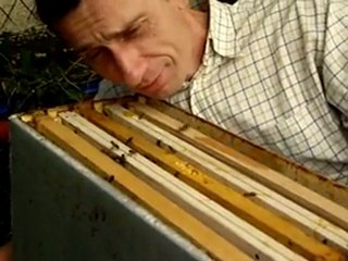 Les abeilles nous parlent !!! non au pesticide non au ogm