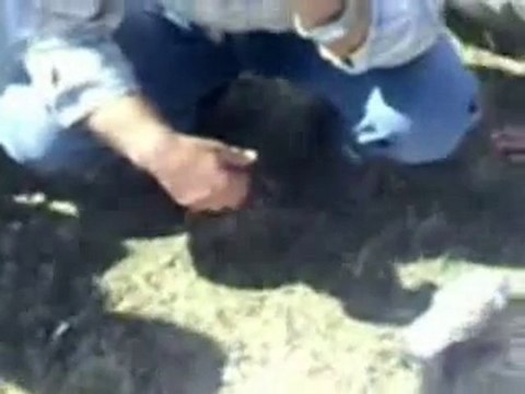 Fazlı MUTAF - Minarli Yaylası...