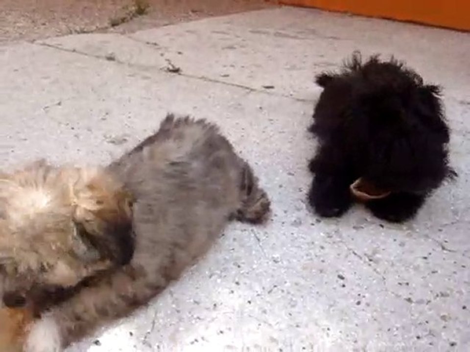 Bichon havanais chiots