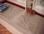 chaton peur  du miroir
