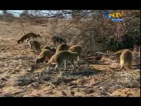 NTV Hayat Belgeseli 3. Bölüm 21 Mayıs 2010 Full Kalite HQ