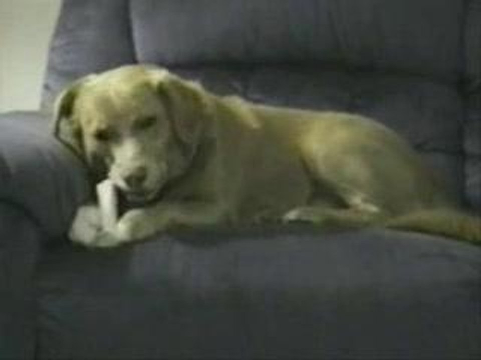 Chien-bete skizo double identité