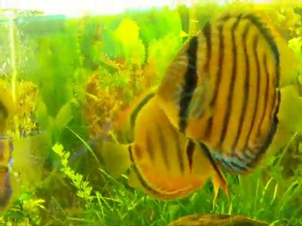 discus sauvage et geophagus