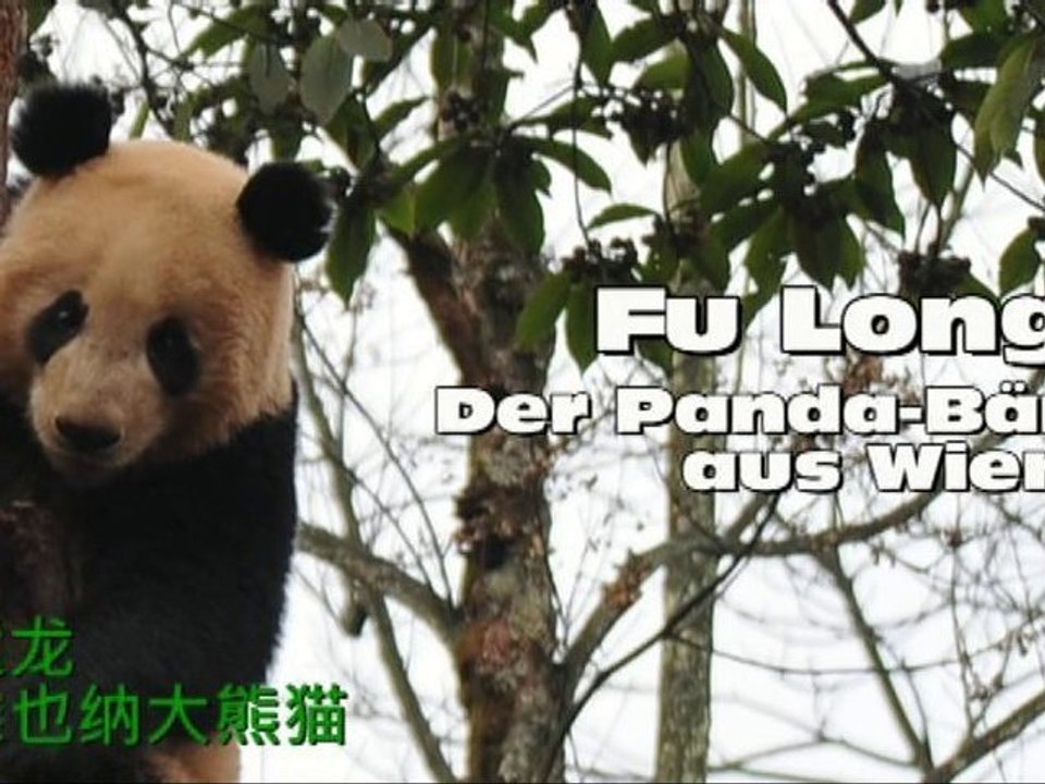 Pandaworld: fu long der panda-bär aus wien