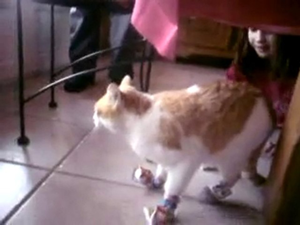 chat en pantoufles