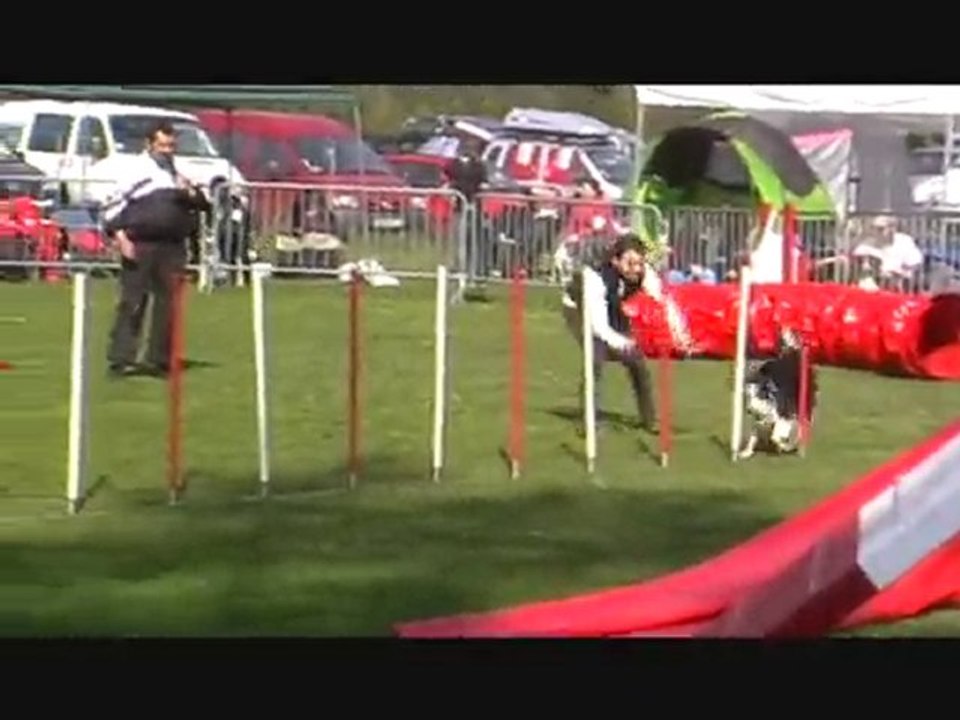 Border collie agility championnat régional - Cinna