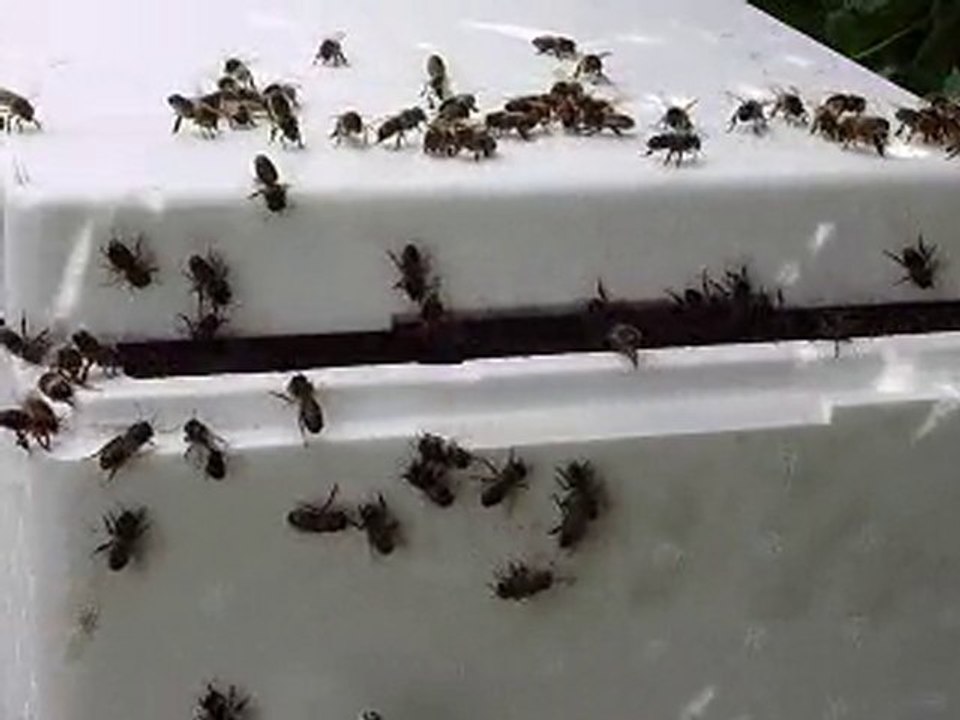 essaim abeilles 2010 suite