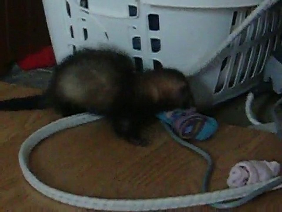 Lilie seule contre des chaussettes en boule