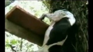 Amazing Spider-Dog Climbs Tree Video