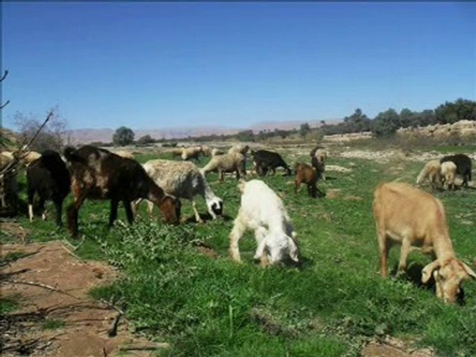 الجوانب الايجابية والسلبية في بيئة الرشيدية