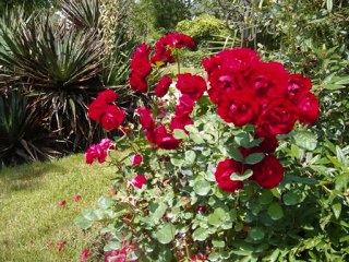 Allons voir si la rose...