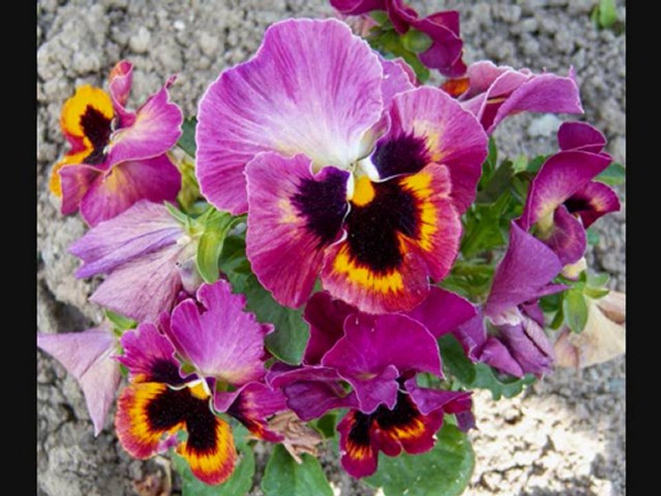 Geri dön / Sezen Aksu