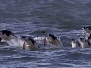 NTV.Hayat.BBC.Life.Belgeseli.Bölüm5-Kuslar part 2