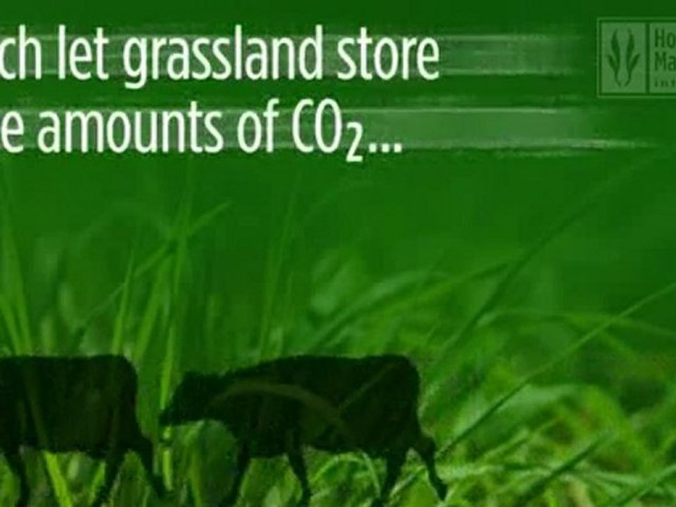 A Moving message from the Cows