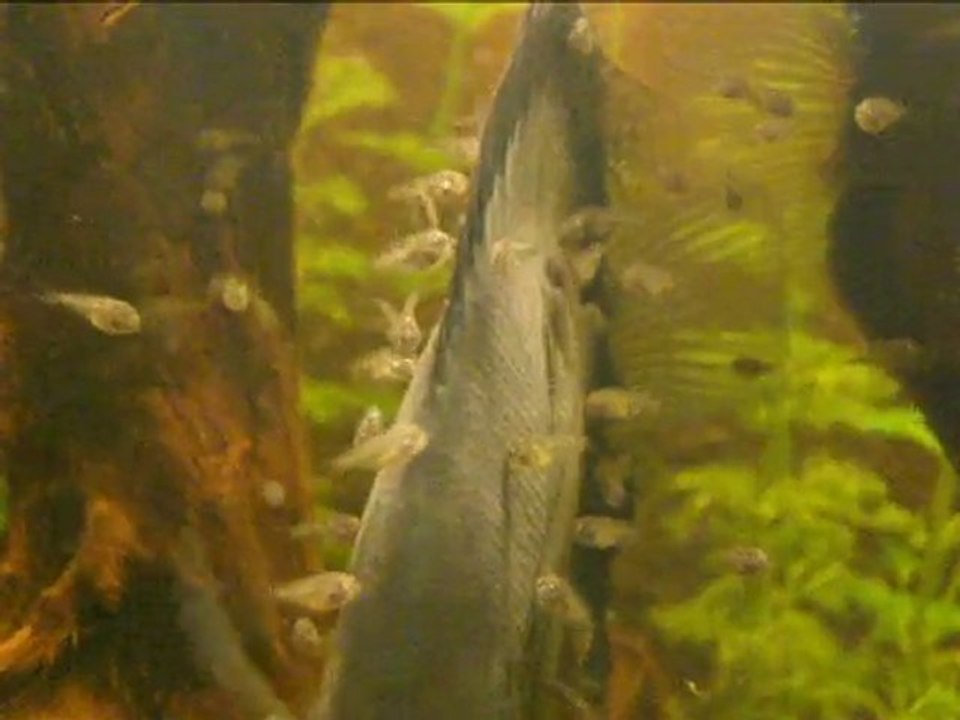 discus breeding3