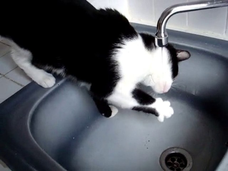chat qui boit robinet
