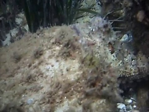 Chasse sous-marine - Poulpe de 800g