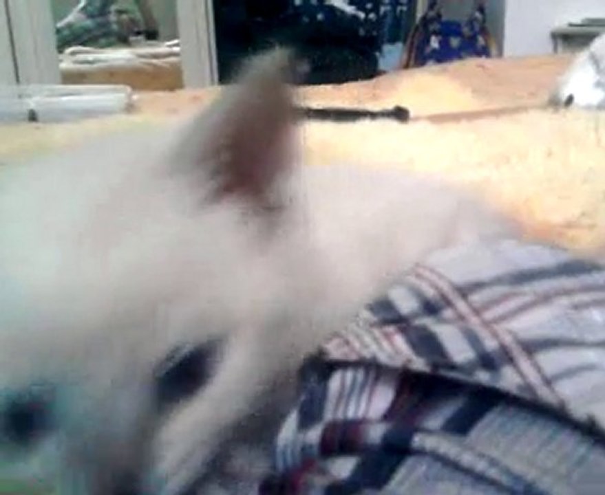 video-2010-06-11- totoro