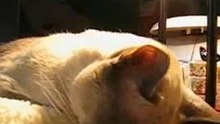 cat's monday
