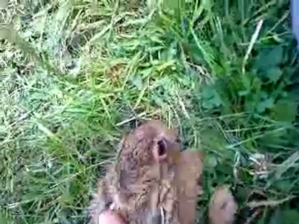 le lapin 2