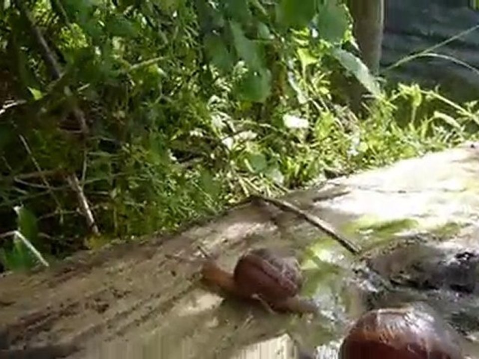 Escargots course 669