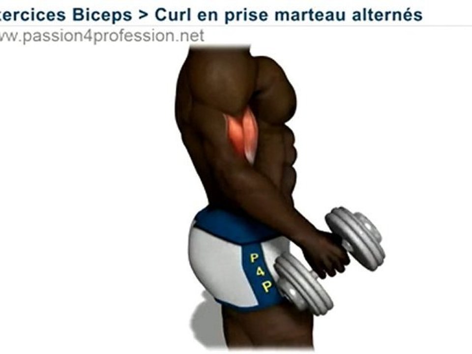 Curls marteau, biceps