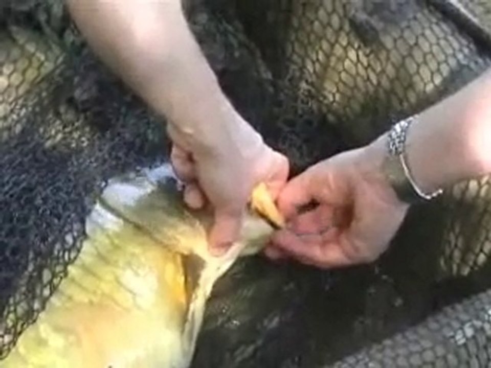 petit virée carpe en saone