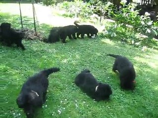 Les chiots au Jardin