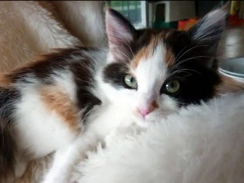 Les chatons du refuge des Amis des Bêtes à Aix les Bains