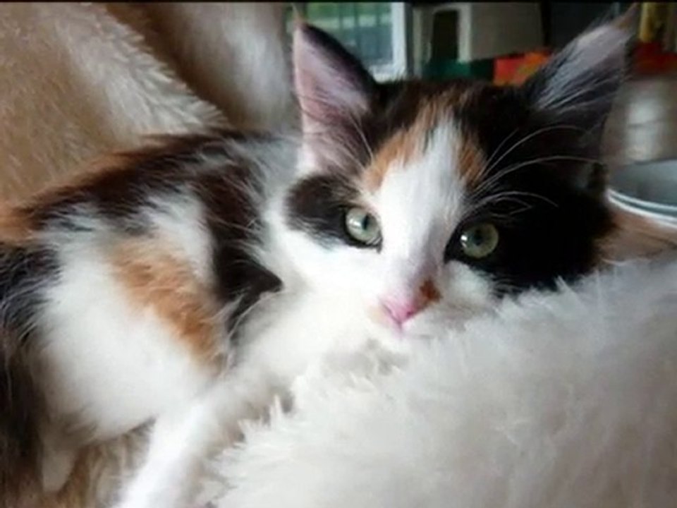 Les chatons du refuge des Amis des Bêtes à Aix les Bains