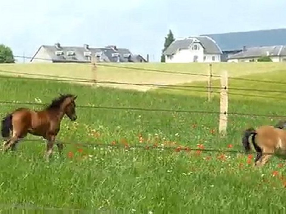 Poulains_dartmoors