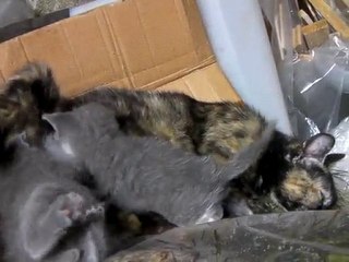 Les p'tits écureuils cendrés 8/10